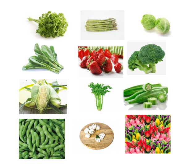 R404A limpian pre el enfriamiento rápido del refrigerador con la aspiradora para las verduras/las setas/las flores cortadas frescas 4