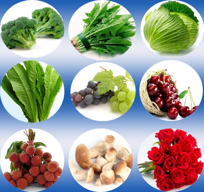 Refrigerador estacional del vacío de las verduras frescas de la fuente profesional 1